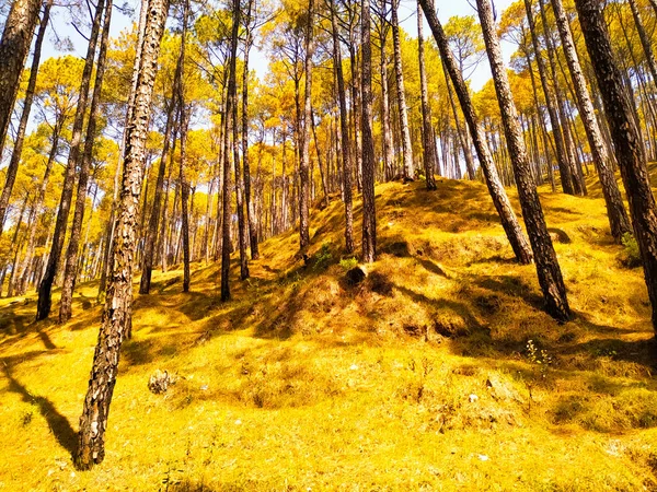 Parlayan çam ağaçlarından oluşan altın bir orman