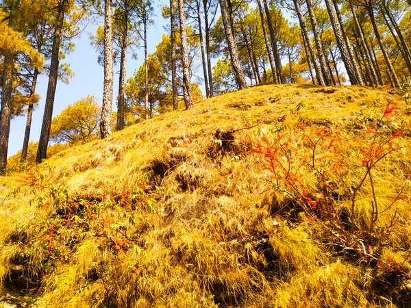 Podzim Lese Stromy — Stock fotografie