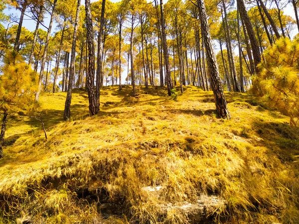 Sonbaharda sonbaharda parkta.