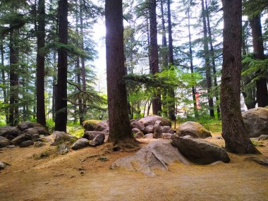 Parktaki ağaçların altına yerleştirilmiş büyük taşlarla birlikte deodar ağaçlarından parlayan güneş ışığı