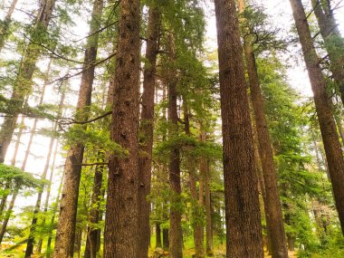 Çam ağaçlarının doğal ormanı, sislerin arasındaki güneş ışınları mistik atmosfer yaratır.