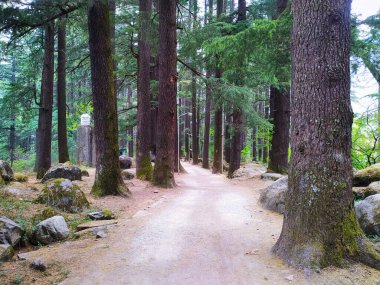 Parktaki büyük ağaçların arasında yürümek için yapılmış asfaltsız bir yol..