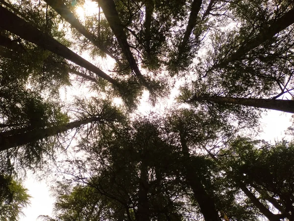 Summer Spring Sun Shining Canopy Pine Trees — Stock fotografie