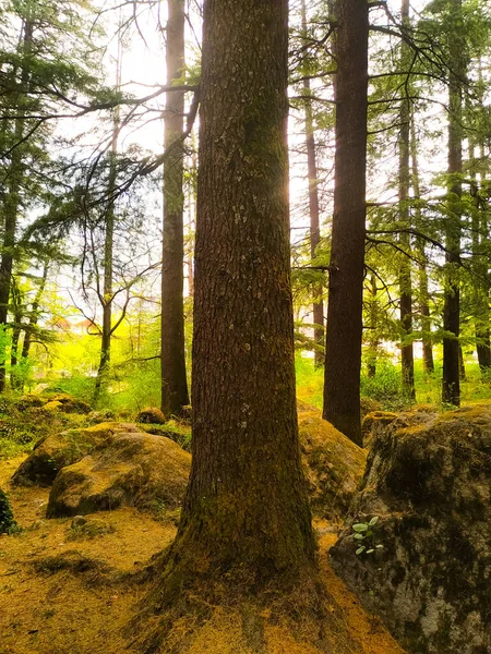 Sluneční Paprsky Svítí Mezi Stromy Velkými Kameny — Stock fotografie
