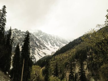 Yazın ağaçlarla kaplı karlar...