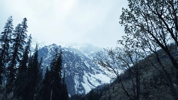 Montanhas Cobertas Neve Com Árvores Lado Esquerdo Direito Verão — Fotografia de Stock