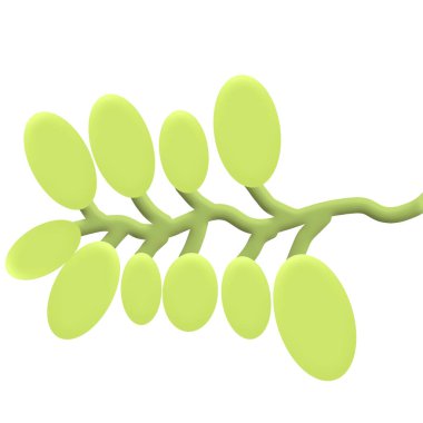 Beyaz arkaplanda izole edilmiş bir dalda üç boyutlu yeşil üzümler