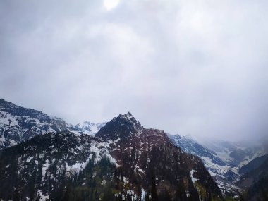Manali, Himachal Pradesh, Hindistan 'daki karlı dağın tepesindeki çam ağaçları
