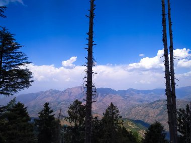 Çam ağaçlarıyla dağların üzerinde bulutlu bir gökyüzü