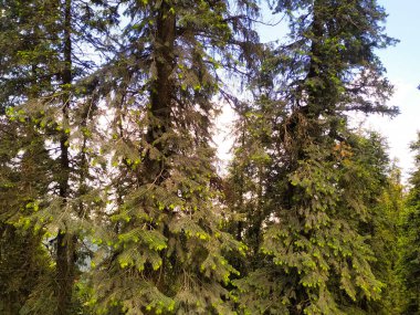 Ormanda mavi gökyüzü olan çam ağaçları