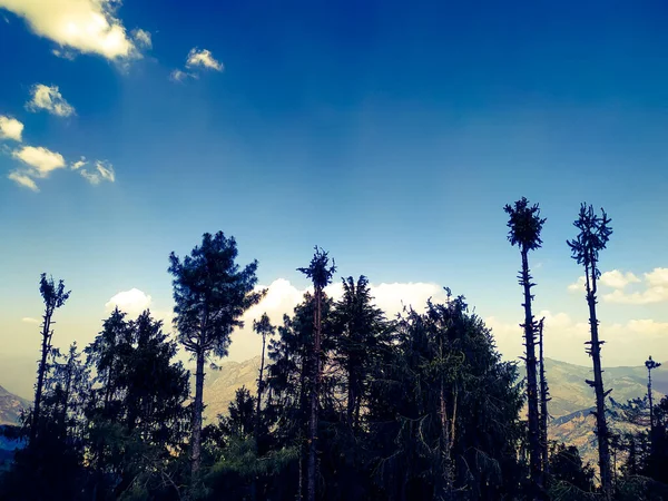 落日笼罩松树林 — 图库照片