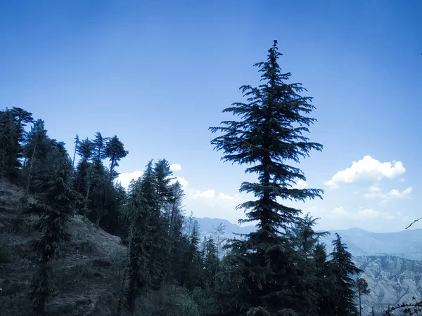 Çam ağaçlarının üzerinde beyaz bulutlar