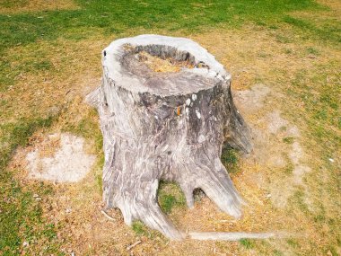 Çayırdaki çam ağacının kuru kökü!