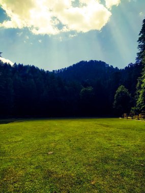 Çam ağaçları ve bulutlu gökyüzü ile parktaki manzara