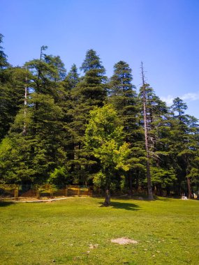 Parkta mavi gökyüzü olan çam ağaçları