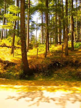 Sonbahar ormanı sabahları