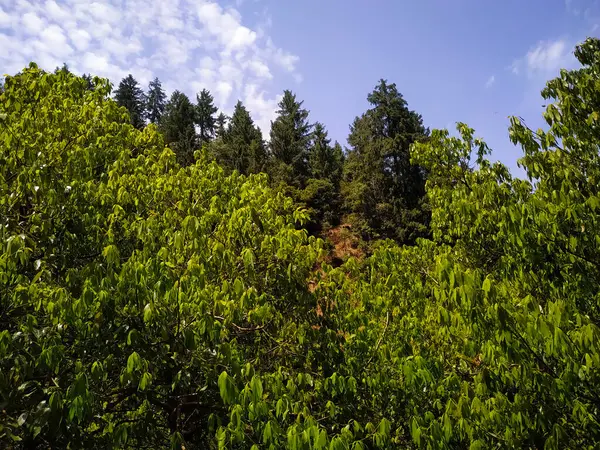Zelené Stromy Lese Oblohou Mraky — Stock fotografie