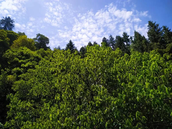 Zelené Stromy Lese Oblohou Mraky — Stock fotografie
