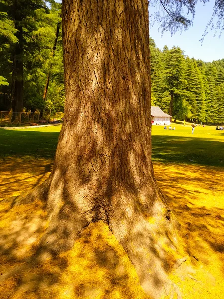 Καταπληκτικό Δέντρο Φθινόπωρο Στο Πάρκο — Φωτογραφία Αρχείου