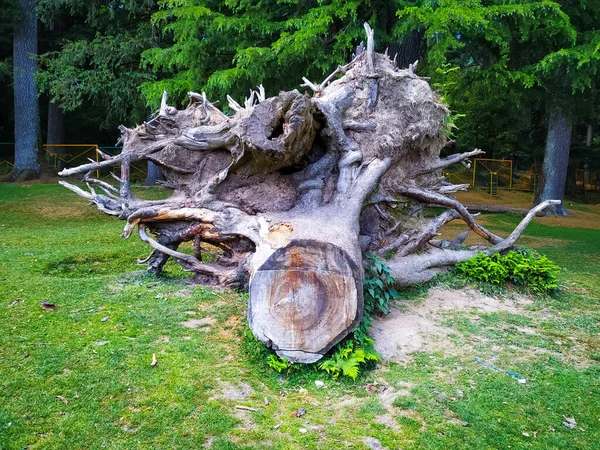 Velký Kořen Borovice Parku Který Byl Vykopán Země — Stock fotografie