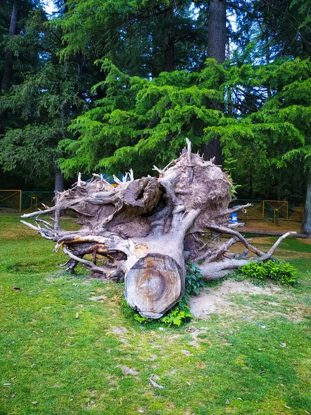 Velký Kořen Suchého Stromu Ležícího Parku — Stock fotografie