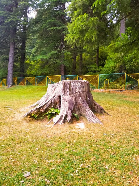 Çam Ağaçlarına Karşı Parkta Kurumuş Ağaç Kökü — Stok fotoğraf