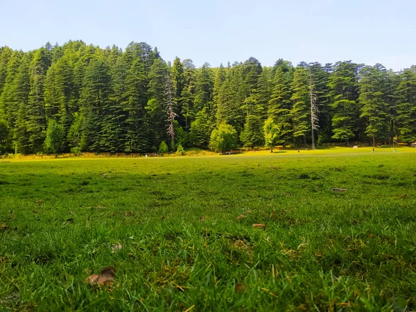Çam ağaçlarıyla güzel manzara
