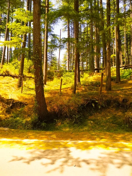 Sonbahar ormanı sabahları