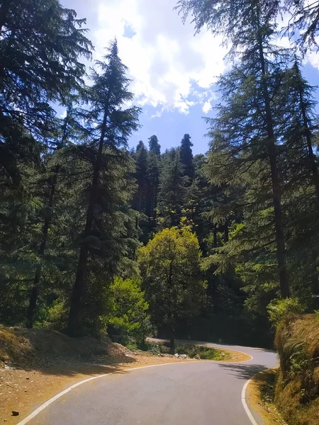 Prachtig Uitzicht Kronkelende Weg Het Bos — Stockfoto
