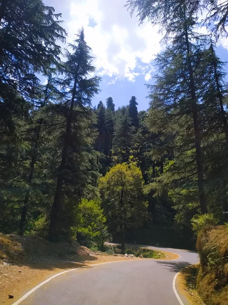 Vue Imprenable Sur Route Sinueuse Dans Forêt — Photo