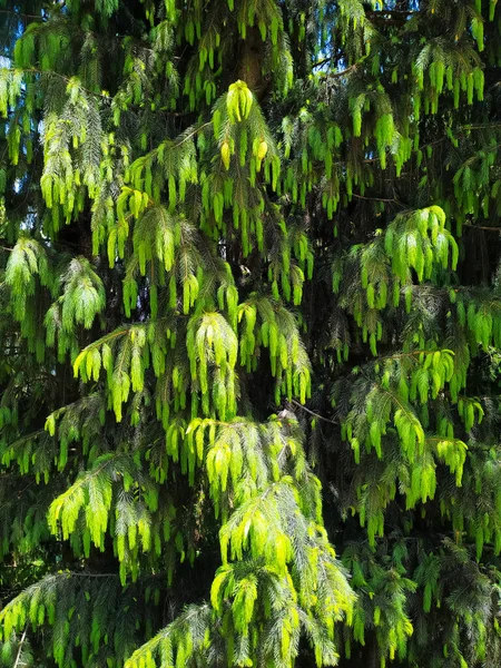 Çam Ağacına Yeni Yapraklar Geliyor — Stok fotoğraf