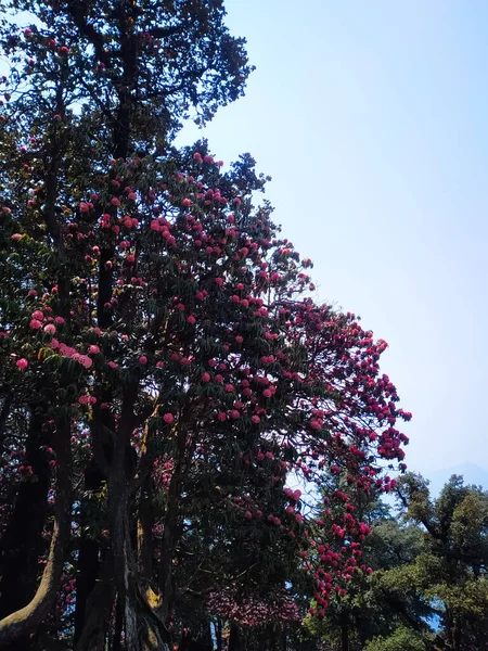 森林里的杜鹃树上盛开着粉红色的花 — 图库照片