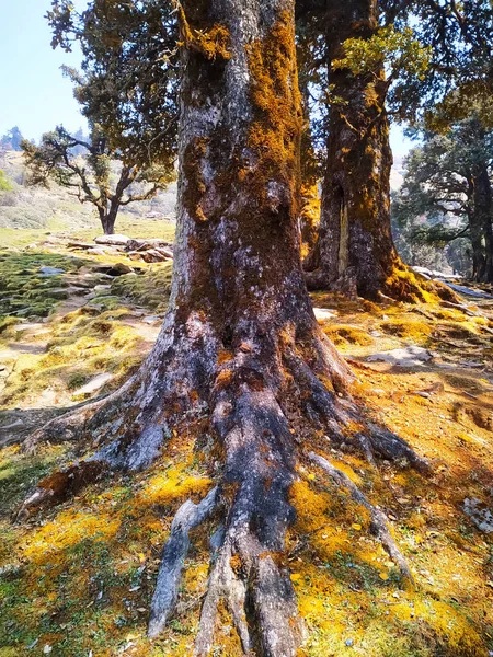 큰나무의 — 스톡 사진
