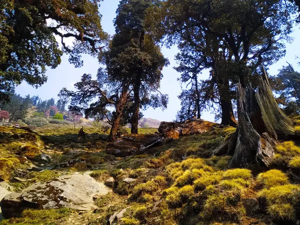 Uma Bela Paisagem Com Moss Tronco Árvore Grama Fresca — Fotografia de Stock