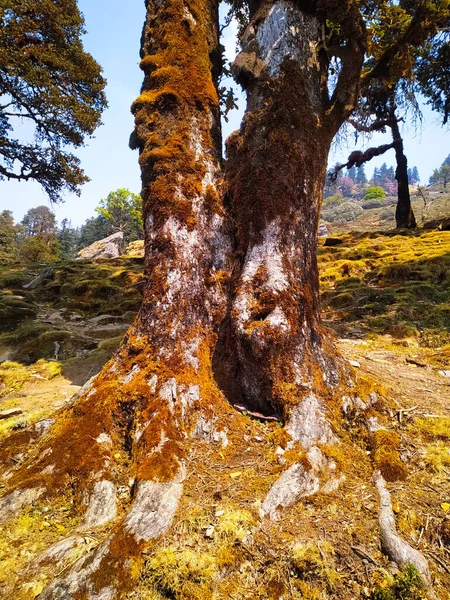 Raíces Gran Árbol Bosque Otoño — Foto de Stock
