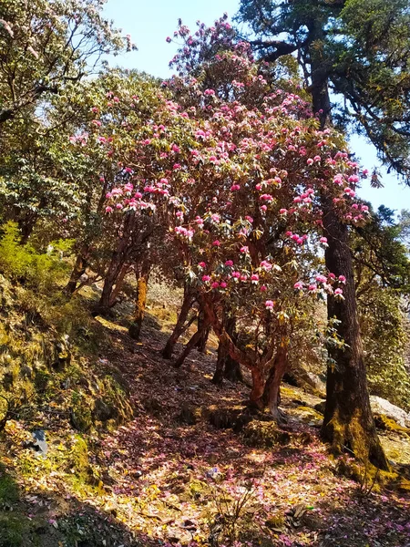 Velký Rododendron Botanickém Lese Mnoho Růžových Fialových Žlutých Bílých Květin — Stock fotografie
