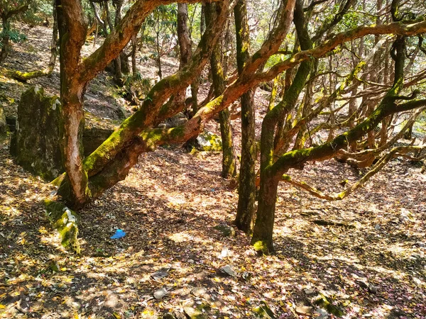 Árboles Retorcidos Sin Hojas Bosque — Foto de Stock