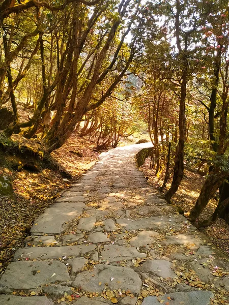 Ένας Άδειος Δρόμος Από Πέτρες Στο Φθινοπωρινό Δάσος — Φωτογραφία Αρχείου