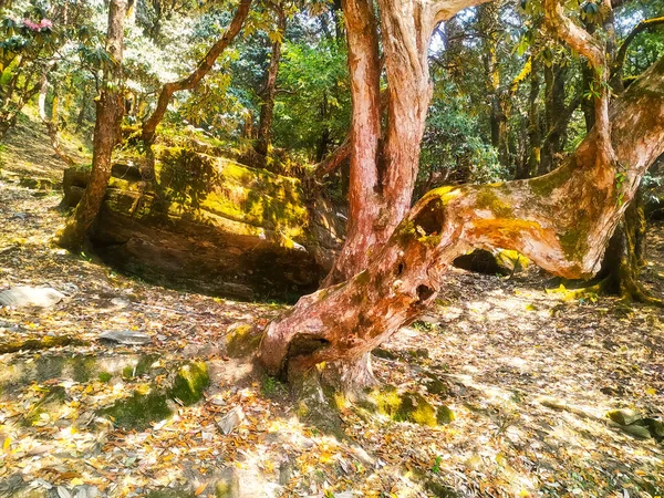 Otoño Bosque Hojas Coloridas Árboles Grandes Día Soleado Cálido — Foto de Stock