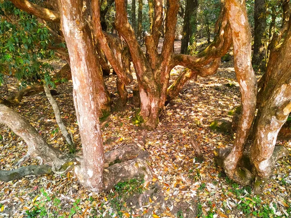 Krásný Výhled Stromy Podzimním Lese Suchými Listy Ležícími — Stock fotografie
