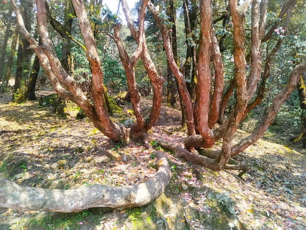 Increíble Vista Los Árboles Plegados Bosque — Foto de Stock