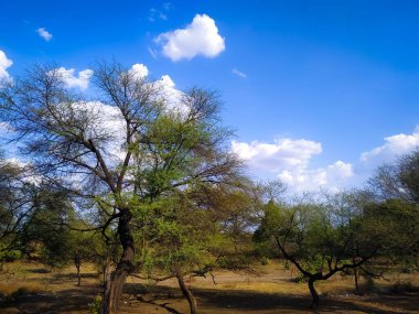 Mavi gökyüzü ve bulutlu arka planda ağaçlar