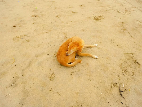 Een Hond Het Zandstrand — Stockfoto
