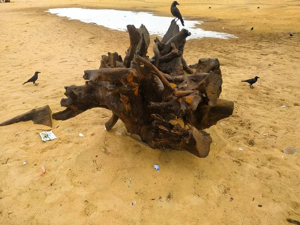 Cuervo Sentado Una Raíz Madera Seca Sobre Arena Playa — Foto de Stock