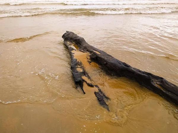 Старая Ветка Сухого Дерева Песчаном Пляже Гоа Индия — стоковое фото