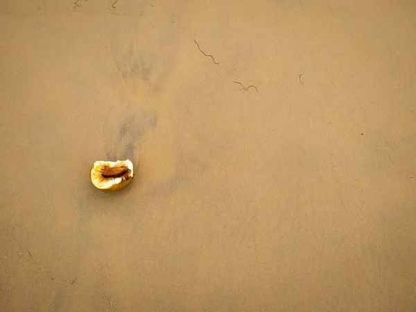 Uma Jaca Praia Areia — Fotografia de Stock