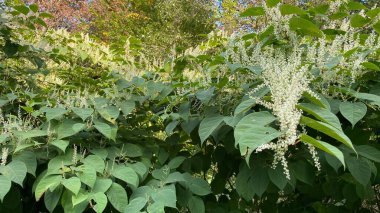 Uzun ömürlü balmumu bitkisi Reynoutria japonica, uzun ömürlü yeşil dallanma 3 metre yüksekliğe ulaşabilir.