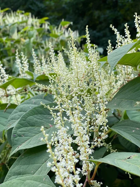 Uzun ömürlü balmumu bitkisi Reynoutria japonica, uzun ömürlü yeşil dallanma 3 metre yüksekliğe ulaşabilir.