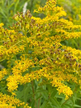 Solidago altissima 'nın 1 ila 2 metre arası sarı çiçekleri vardır. Bir bitki 1500 çiçek üretebilir.