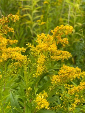 Solidago altissima 'nın 1 ila 2 metre arası sarı çiçekleri vardır. Bir bitki 1500 çiçek üretebilir.
